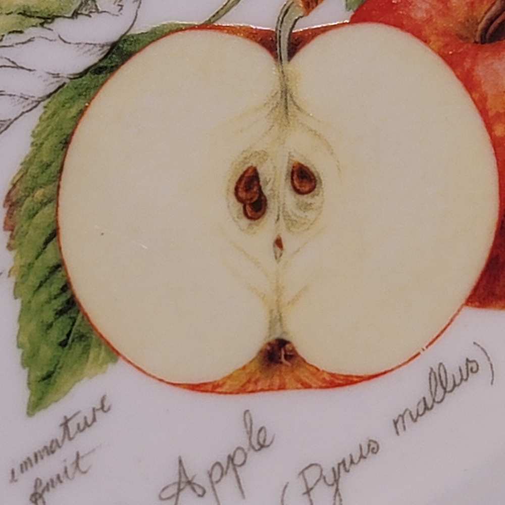 NWOT Oval Baking Dish Kent Pottery New Fruit Collection Apple Oblong Casserole - Picture 7 of 12